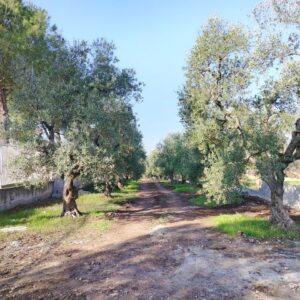 Terreno in zona Via Castel del Monte