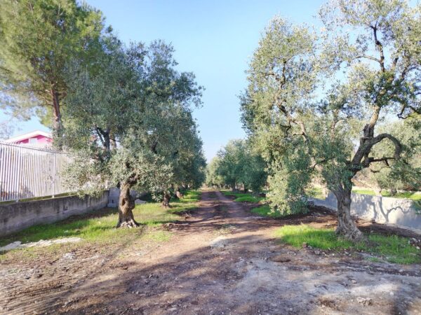 Terreno in zona Via Castel del Monte