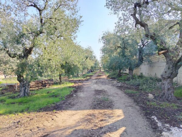 Terreno in zona Via Castel del Monte - immagine 5