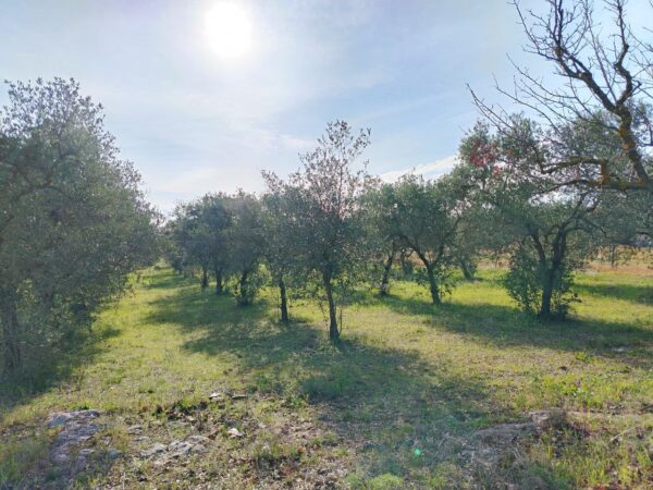 Villino con trullo in zona Contrada San Giuseppe - immagine 15