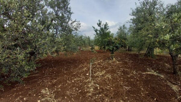 Villino in zona Bracco - immagine 18