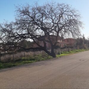 Terreno residenziale In zona Torre Palomba