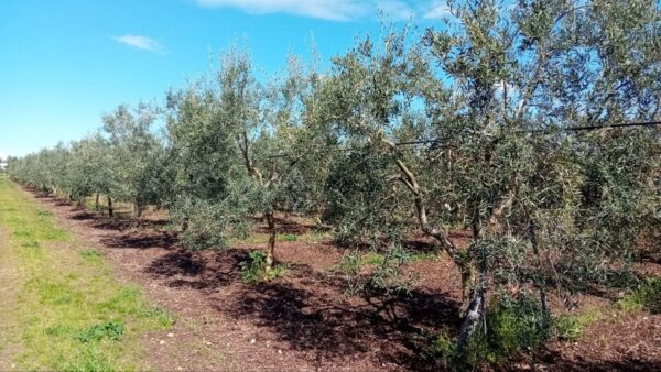Terreno agricolo con villetta in zona Corato - Andria - immagine 4