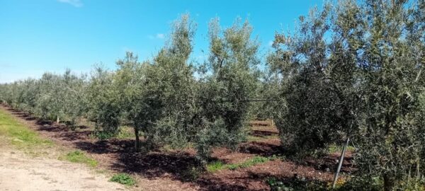 Terreno agricolo con villetta in zona Corato - Andria - immagine 2