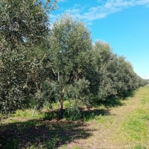Terreno agricolo con villetta in zona Corato - Andria