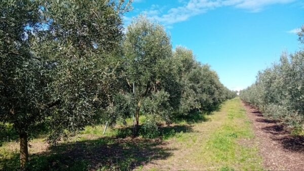 Terreno agricolo con villetta in zona Corato - Andria