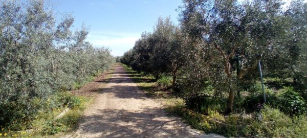 Terreno agricolo con villetta in zona Corato - Andria - immagine 3