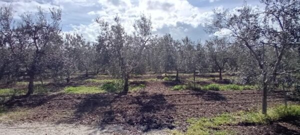Terreno agricolo con villetta in zona Corato - Andria - immagine 5