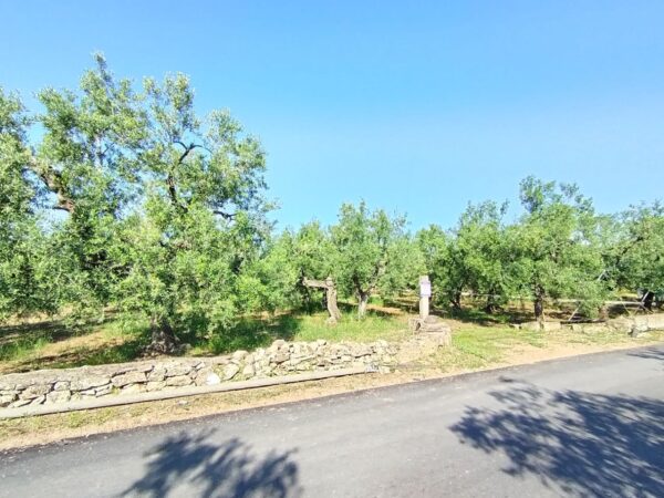 Terreno agricolo in zona Contrada Lamacupa