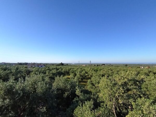 Villa in zona Via Ruvo - immagine 26