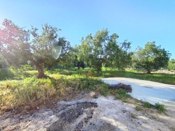 Villa in zona Via Ruvo - immagine 17