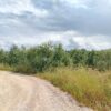 Terreno in zona Contrada Messore - immagine 4
