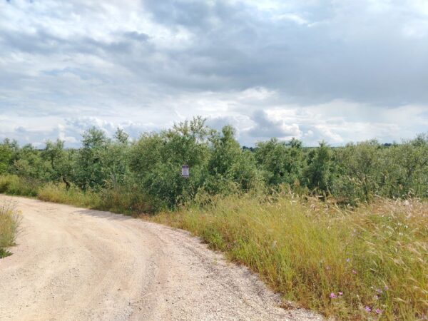 Terreno in zona Contrada Messore - immagine 4