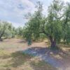 Terreno in zona Contrada Messore - immagine 2