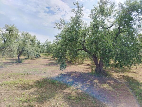 Terreno in zona Contrada Messore - immagine 2