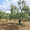 Terreno in zona Contrada Messore - immagine 3
