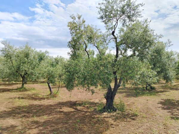 Terreno in zona Contrada Messore - immagine 3