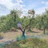 Terreno in zona Contrada Messore