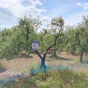 Terreno in zona Contrada Messore