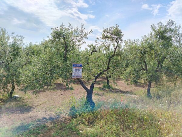Terreno in zona Contrada Messore