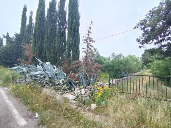 Terreno agricolo in zona Via Trani