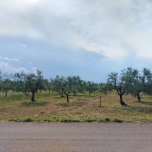 Terreno agricolo in zona Viale Piana della Torre