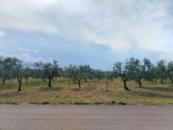 Terreno agricolo in zona Viale Piana della Torre