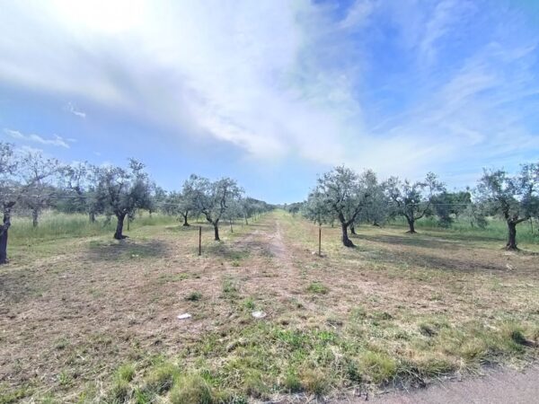 Terreno agricolo in zona Viale Piana della Torre - immagine 2
