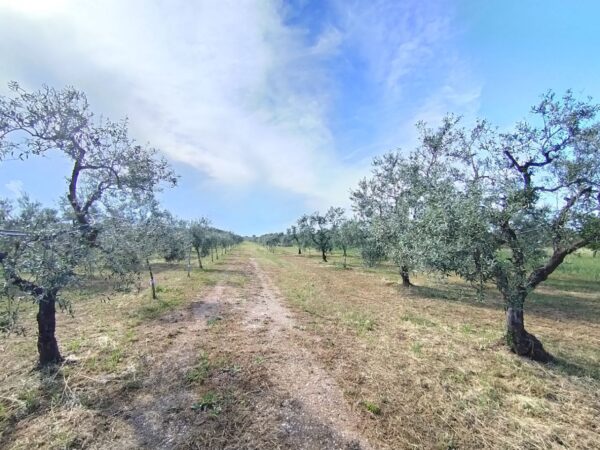 Terreno agricolo in zona Viale Piana della Torre - immagine 3