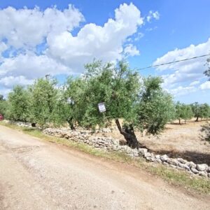 Terreno agricolo in zona Via Castel del Monte