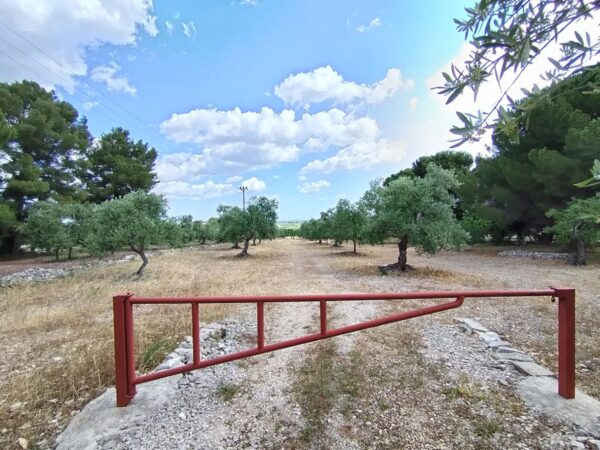 Terreno agricolo in zona Via Castel del Monte - immagine 2