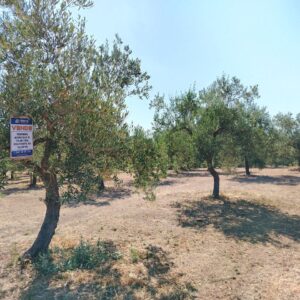 Terreno agricolo in Contrada Posta di Mezzo