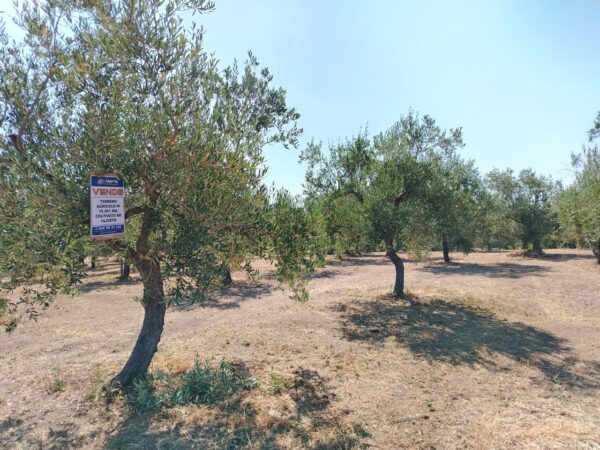 Terreno agricolo in Contrada Posta di Mezzo