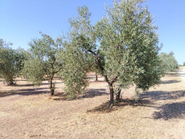 Terreno agricolo in Contrada Posta di Mezzo - immagine 2