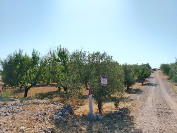 Terreno agricolo in Contrada Posta di Mezzo - immagine 3