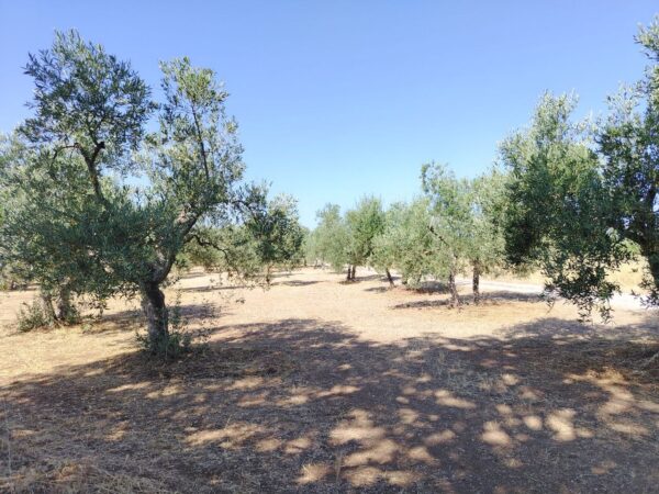 Terreno agricolo in Contrada Posta di Mezzo - immagine 4
