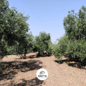 Terreno agricolo in zona Via Vecchia Molfetta