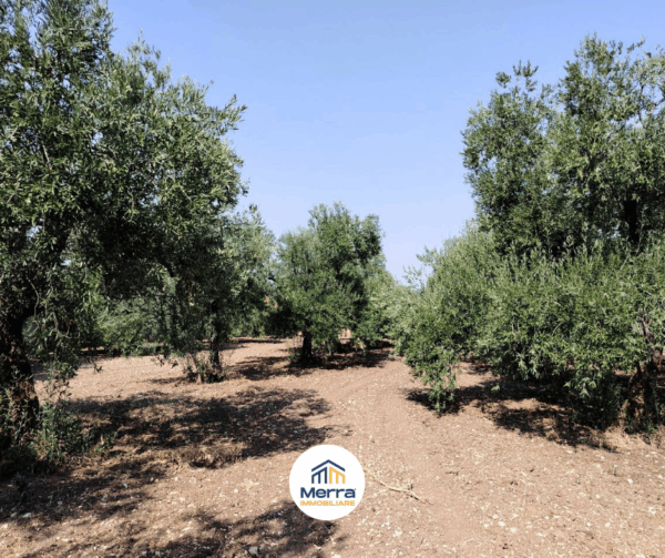 Terreno agricolo in zona Via Vecchia Molfetta