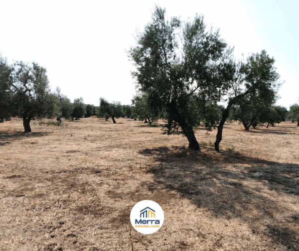 Terreno in zona Contrada Polvere Delle Rose - immagine 3