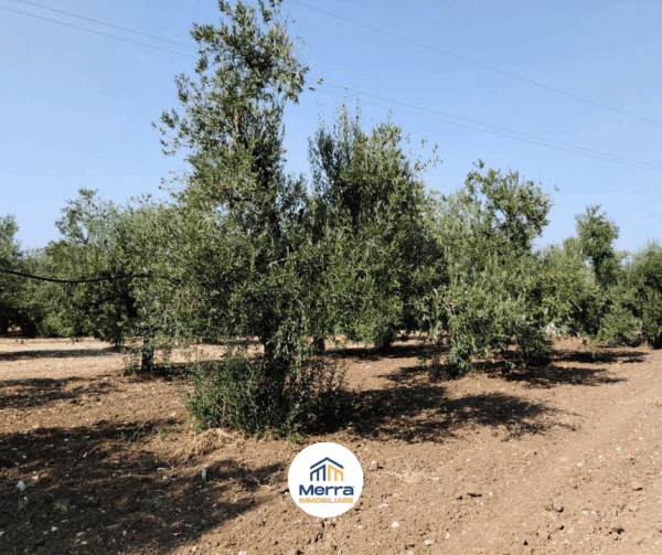 Terreno agricolo in zona Via Vecchia Molfetta - immagine 3