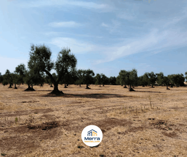 Terreno in zona Contrada Polvere Delle Rose - immagine 4