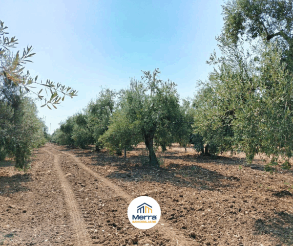 Terreno agricolo in zona Via Vecchia Molfetta - immagine 4