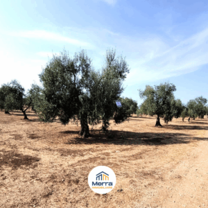 Terreno in zona Contrada Polvere Delle Rose