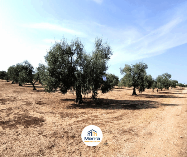 Terreno in zona Contrada Polvere Delle Rose