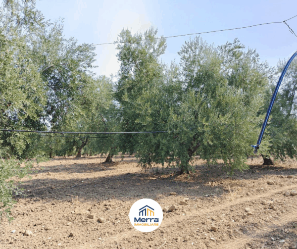 Terreno agricolo in zona Via Vecchia Molfetta - immagine 5