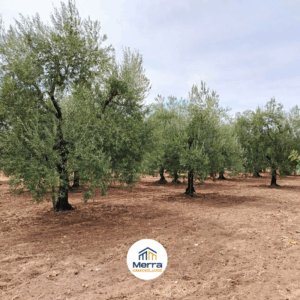 Terreno agricolo in zona Contrada Polvere delle Rose