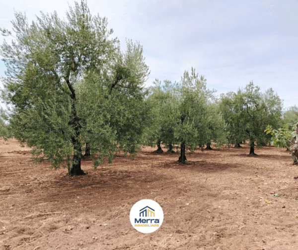 Terreno agricolo in zona Contrada Polvere delle Rose