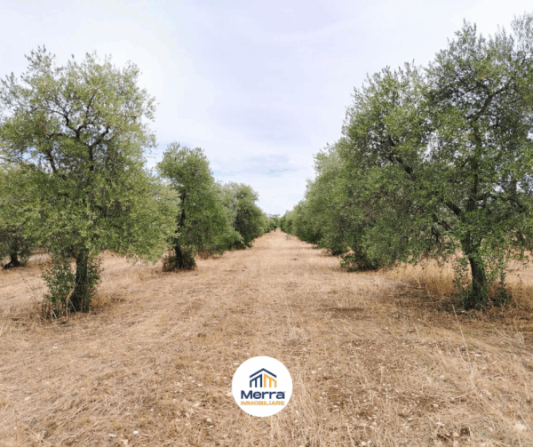 Terreno agricolo in zona Contrada San Giuseppe - immagine 2