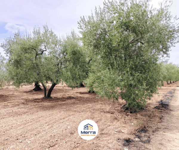 Terreno agricolo in zona Contrada Polvere delle Rose - immagine 8