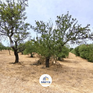 Terreno agricolo in zona Contrada San Giuseppe